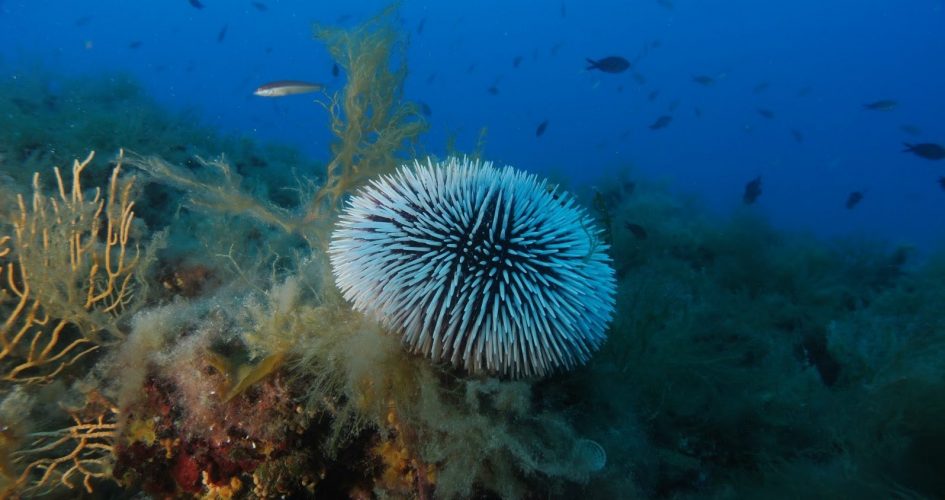 AREE MARINE PROTETTE