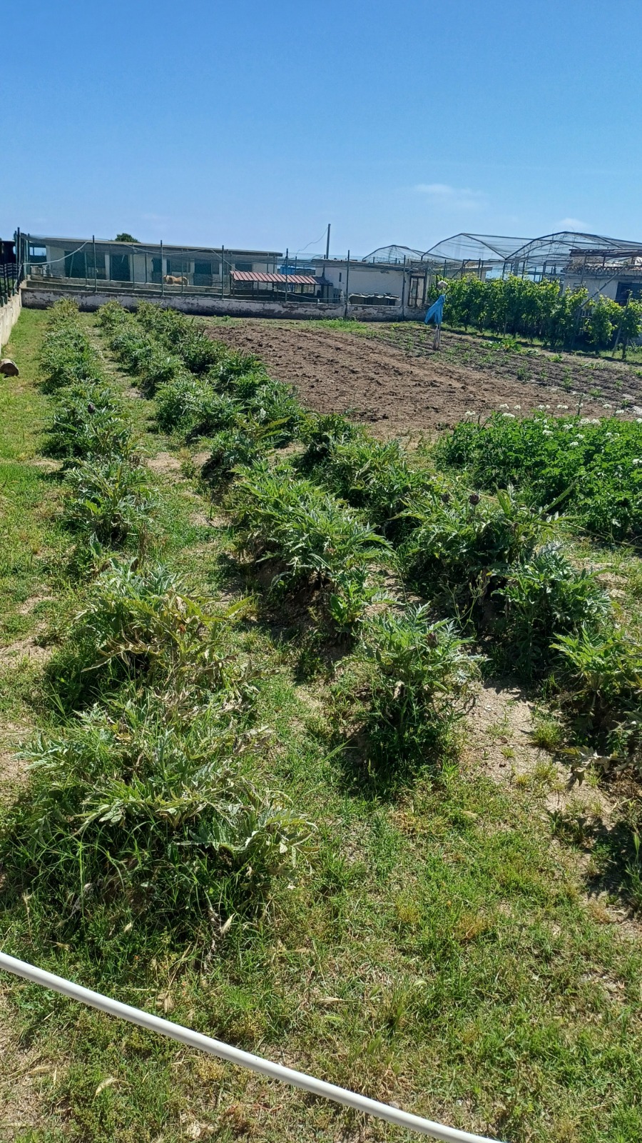Eros_Ostia-Gorgona_2025_009